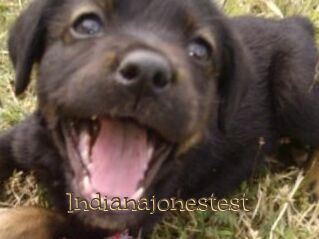 Indianajonestest