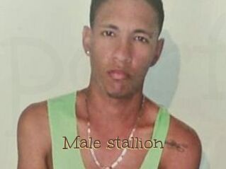 Male_stallion