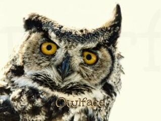 Owlface